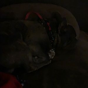 Meet your Posher, Frank